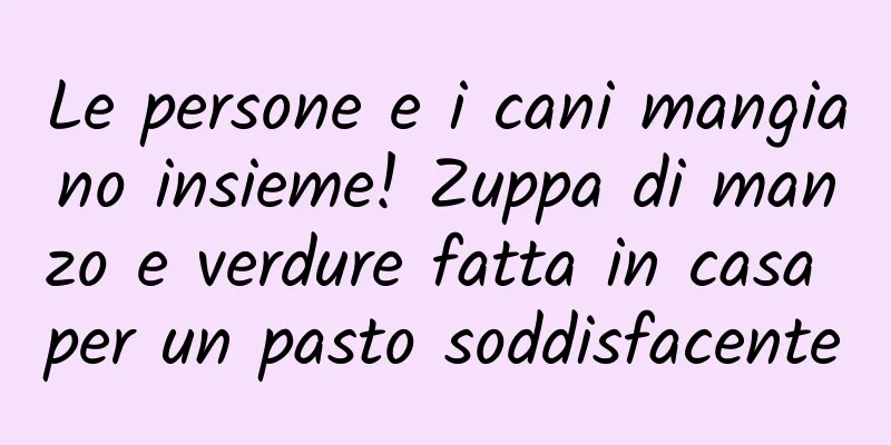 Le persone e i cani mangiano insieme! Zuppa di manzo e verdure fatta in casa per un pasto soddisfacente
