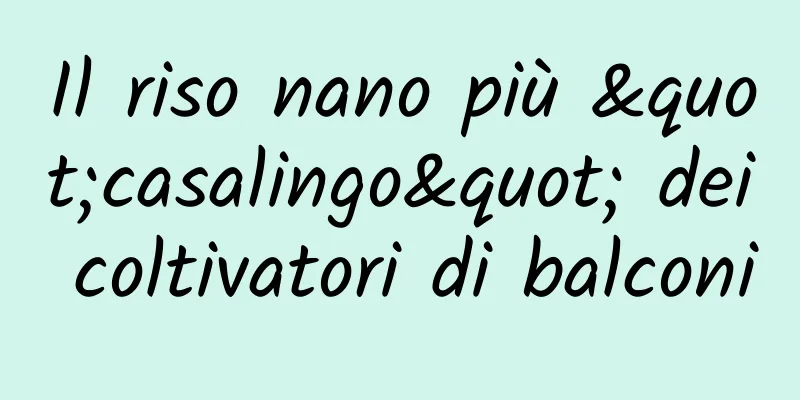 Il riso nano più "casalingo" dei coltivatori di balconi