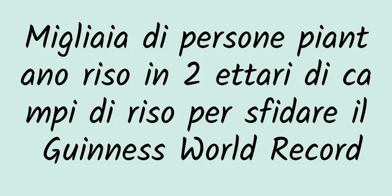 Migliaia di persone piantano riso in 2 ettari di campi di riso per sfidare il Guinness World Record