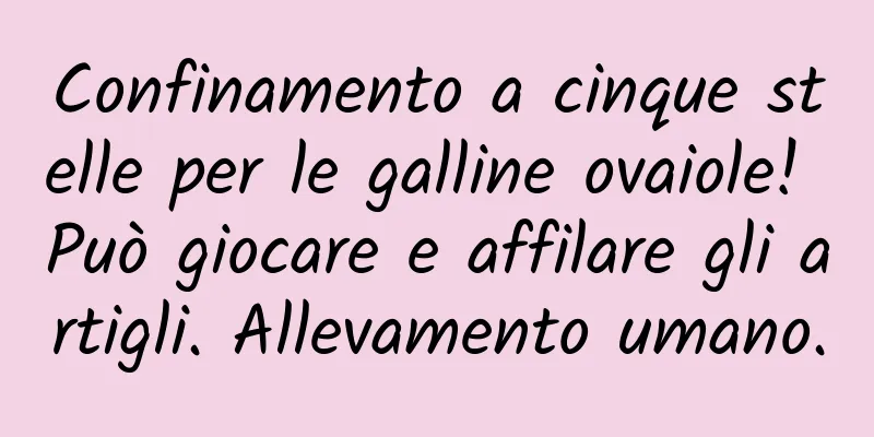 Confinamento a cinque stelle per le galline ovaiole! Può giocare e affilare gli artigli. Allevamento umano.