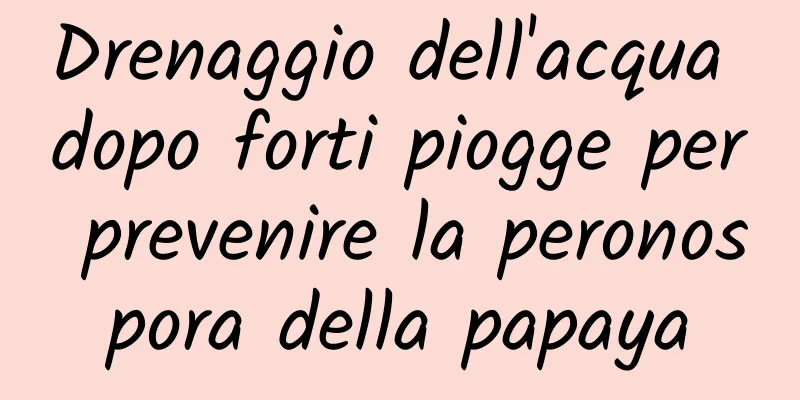 Drenaggio dell'acqua dopo forti piogge per prevenire la peronospora della papaya
