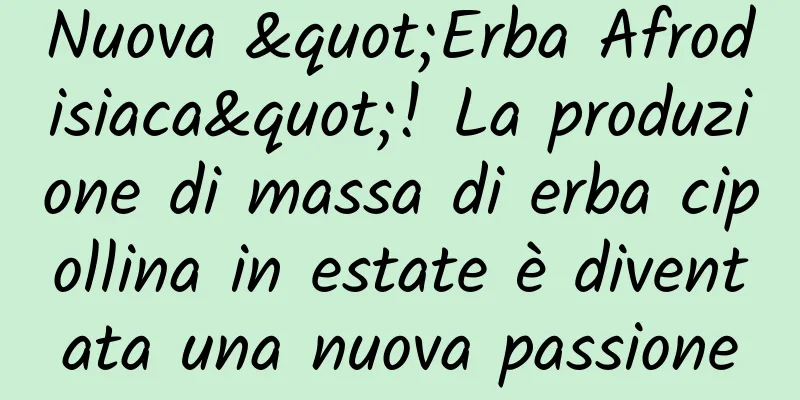 Nuova "Erba Afrodisiaca"! La produzione di massa di erba cipollina in estate è diventata una nuova passione