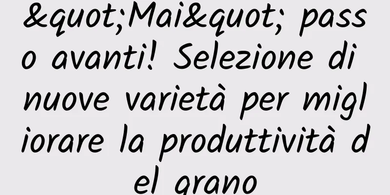 "Mai" passo avanti! Selezione di nuove varietà per migliorare la produttività del grano