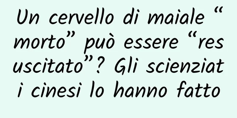 Un cervello di maiale “morto” può essere “resuscitato”? Gli scienziati cinesi lo hanno fatto