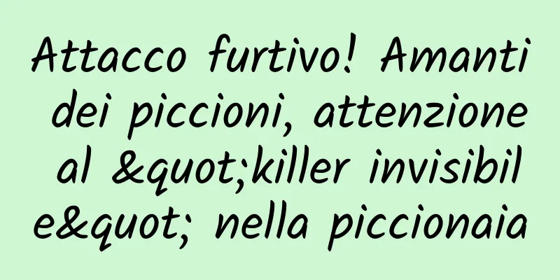 Attacco furtivo! Amanti dei piccioni, attenzione al "killer invisibile" nella piccionaia