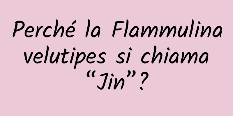 Perché la Flammulina velutipes si chiama “Jin”?