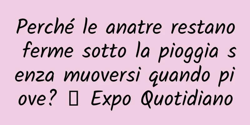 Perché le anatre restano ferme sotto la pioggia senza muoversi quando piove? ｜ Expo Quotidiano
