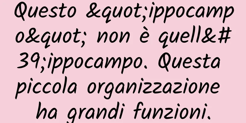 Questo "ippocampo" non è quell'ippocampo. Questa piccola organizzazione ha grandi funzioni.