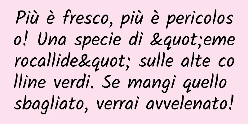 Più è fresco, più è pericoloso! Una specie di "emerocallide" sulle alte colline verdi. Se mangi quello sbagliato, verrai avvelenato!