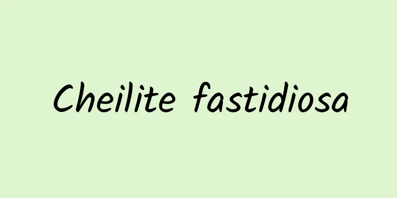 Cheilite fastidiosa
