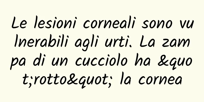 Le lesioni corneali sono vulnerabili agli urti. La zampa di un cucciolo ha "rotto" la cornea