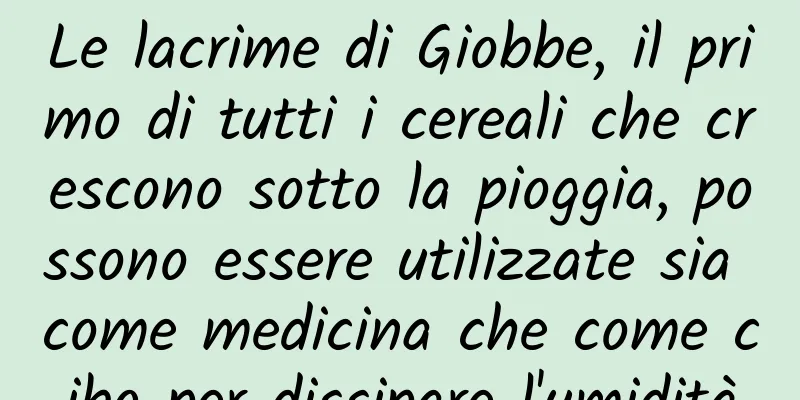 Le lacrime di Giobbe, il primo di tutti i cereali che crescono sotto la pioggia, possono essere utilizzate sia come medicina che come cibo per dissipare l'umidità