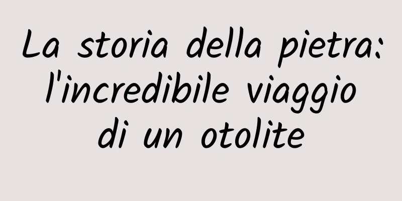 La storia della pietra: l'incredibile viaggio di un otolite