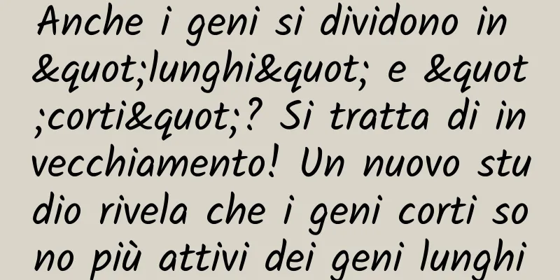 Anche i geni si dividono in "lunghi" e "corti"? Si tratta di invecchiamento! Un nuovo studio rivela che i geni corti sono più attivi dei geni lunghi