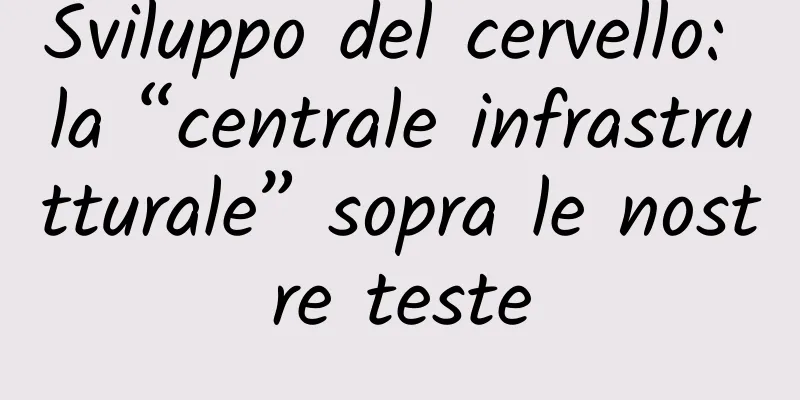 Sviluppo del cervello: la “centrale infrastrutturale” sopra le nostre teste