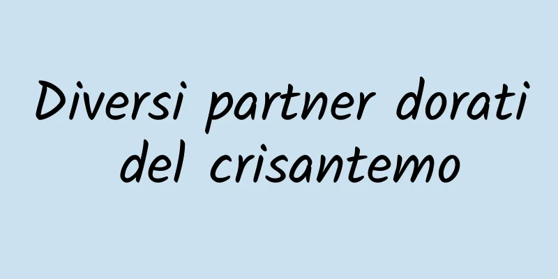 Diversi partner dorati del crisantemo
