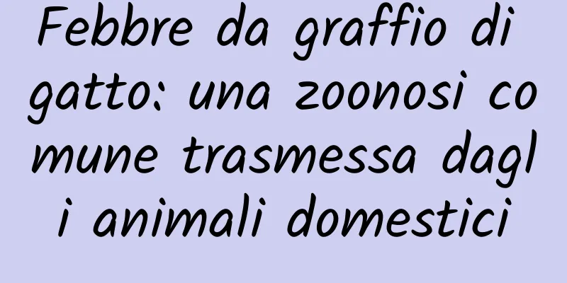 Febbre da graffio di gatto: una zoonosi comune trasmessa dagli animali domestici