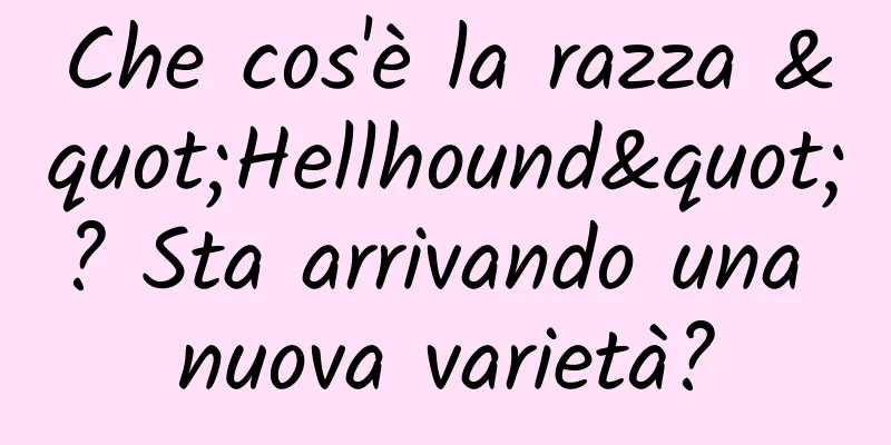 Che cos'è la razza "Hellhound"? Sta arrivando una nuova varietà?