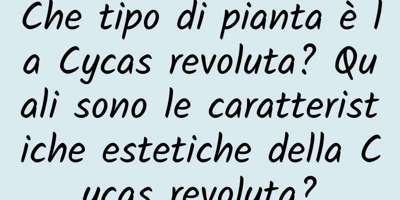 Che tipo di pianta è la Cycas revoluta? Quali sono le caratteristiche estetiche della Cycas revoluta?