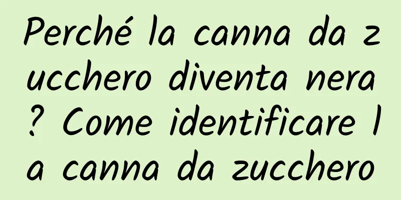 Perché la canna da zucchero diventa nera? Come identificare la canna da zucchero