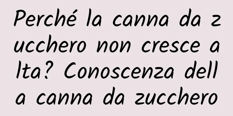 Perché la canna da zucchero non cresce alta? Conoscenza della canna da zucchero
