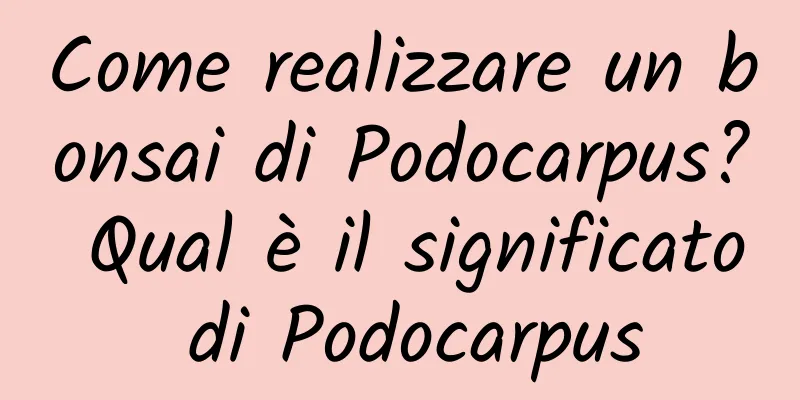 Come realizzare un bonsai di Podocarpus? Qual è il significato di Podocarpus