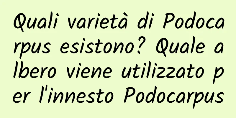 Quali varietà di Podocarpus esistono? Quale albero viene utilizzato per l'innesto Podocarpus