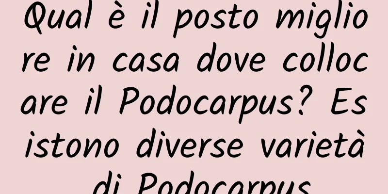 Qual è il posto migliore in casa dove collocare il Podocarpus? Esistono diverse varietà di Podocarpus
