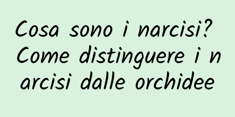 Cosa sono i narcisi? Come distinguere i narcisi dalle orchidee