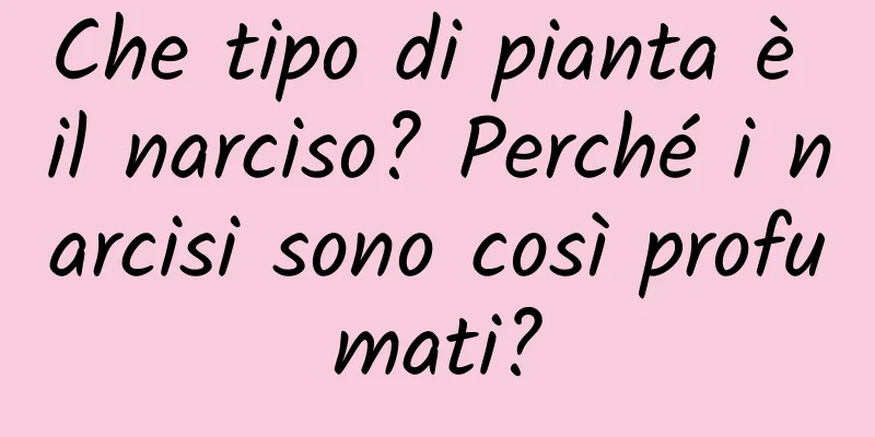 Che tipo di pianta è il narciso? Perché i narcisi sono così profumati?
