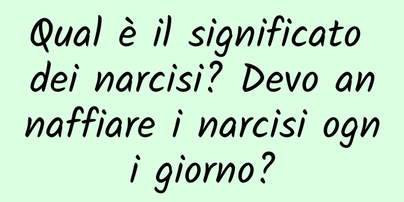 Qual è il significato dei narcisi? Devo annaffiare i narcisi ogni giorno?