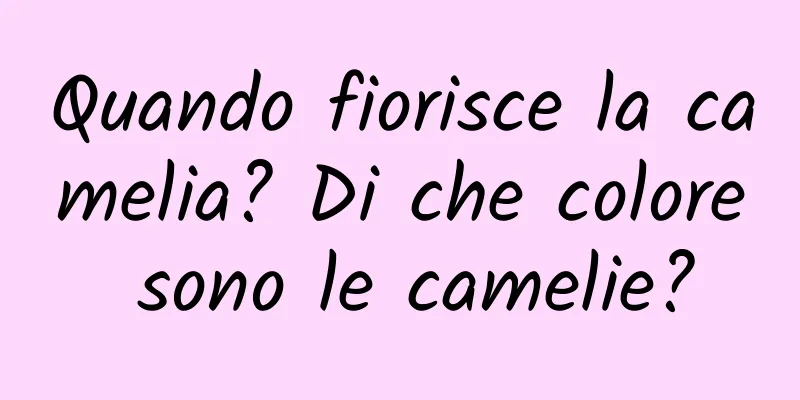 Quando fiorisce la camelia? Di che colore sono le camelie?