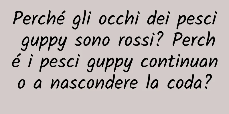 Perché gli occhi dei pesci guppy sono rossi? Perché i pesci guppy continuano a nascondere la coda?