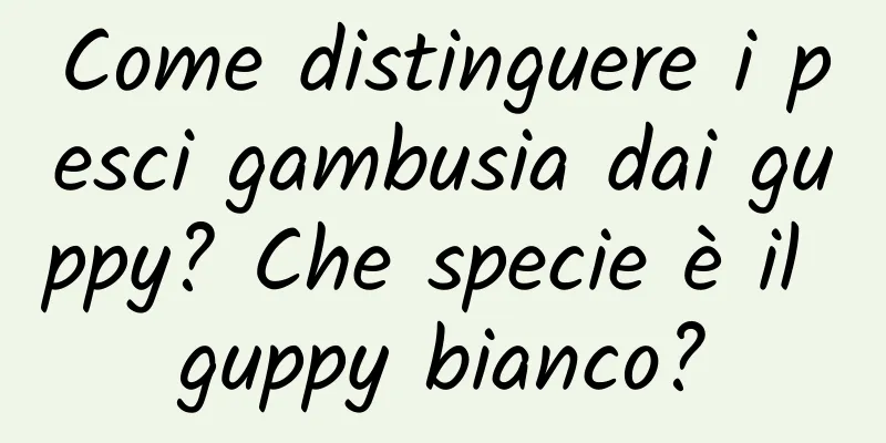 Come distinguere i pesci gambusia dai guppy? Che specie è il guppy bianco?