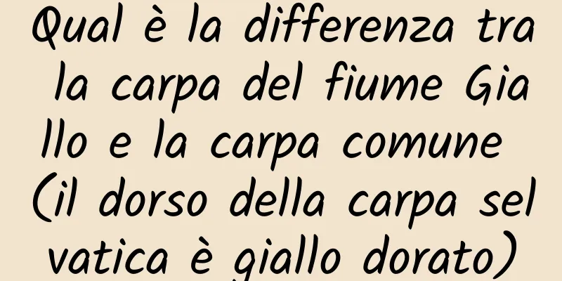 Qual è la differenza tra la carpa del fiume Giallo e la carpa comune (il dorso della carpa selvatica è giallo dorato)