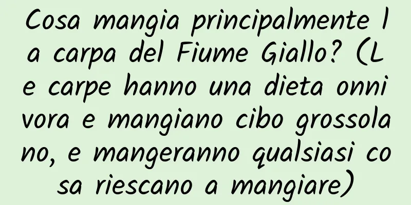 Cosa mangia principalmente la carpa del Fiume Giallo? (Le carpe hanno una dieta onnivora e mangiano cibo grossolano, e mangeranno qualsiasi cosa riescano a mangiare)