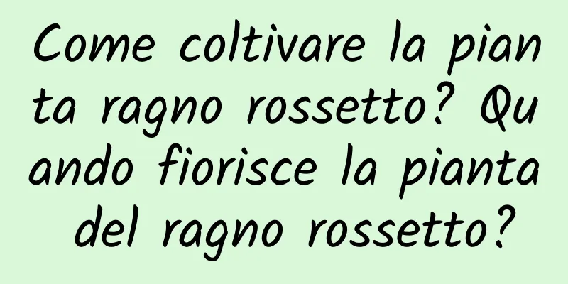 Come coltivare la pianta ragno rossetto? Quando fiorisce la pianta del ragno rossetto?