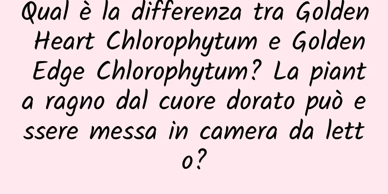 Qual è la differenza tra Golden Heart Chlorophytum e Golden Edge Chlorophytum? La pianta ragno dal cuore dorato può essere messa in camera da letto?