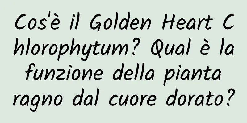 Cos'è il Golden Heart Chlorophytum? Qual è la funzione della pianta ragno dal cuore dorato?