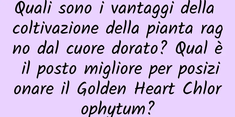 Quali sono i vantaggi della coltivazione della pianta ragno dal cuore dorato? Qual è il posto migliore per posizionare il Golden Heart Chlorophytum?