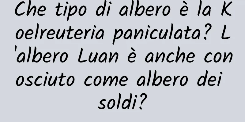 Che tipo di albero è la Koelreuteria paniculata? L'albero Luan è anche conosciuto come albero dei soldi?