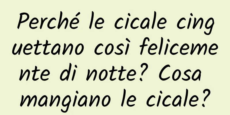 Perché le cicale cinguettano così felicemente di notte? Cosa mangiano le cicale?