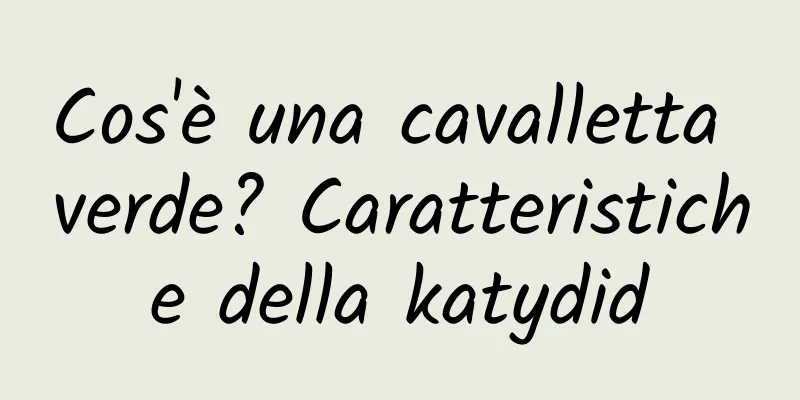 Cos'è una cavalletta verde? Caratteristiche della katydid