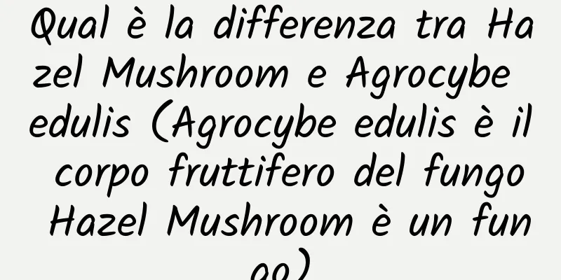 Qual è la differenza tra Hazel Mushroom e Agrocybe edulis (Agrocybe edulis è il corpo fruttifero del fungo Hazel Mushroom è un fungo)