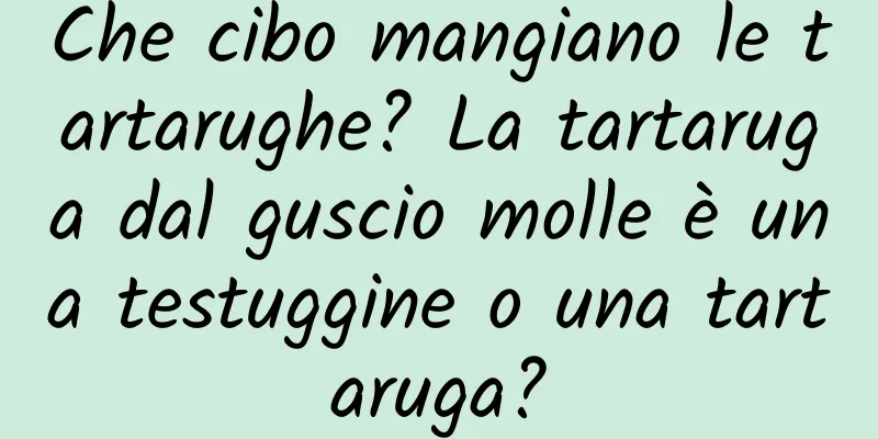Che cibo mangiano le tartarughe? La tartaruga dal guscio molle è una testuggine o una tartaruga?