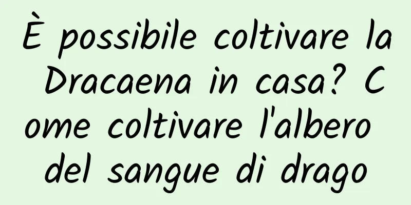È possibile coltivare la Dracaena in casa? Come coltivare l'albero del sangue di drago