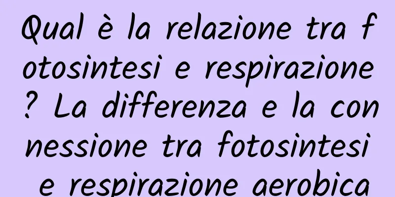 Qual è la relazione tra fotosintesi e respirazione? La differenza e la connessione tra fotosintesi e respirazione aerobica