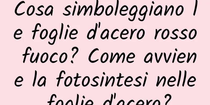 Cosa simboleggiano le foglie d'acero rosso fuoco? Come avviene la fotosintesi nelle foglie d'acero?