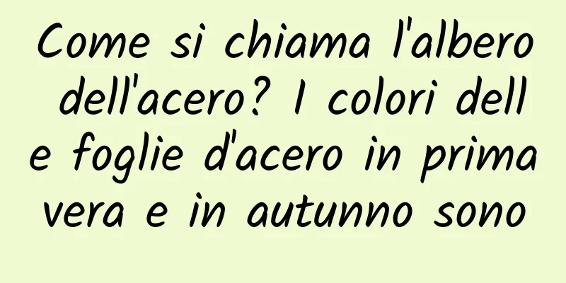 Come si chiama l'albero dell'acero? I colori delle foglie d'acero in primavera e in autunno sono
