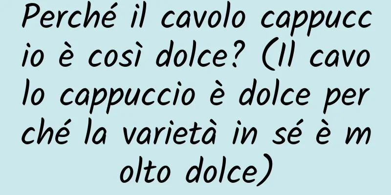 Perché il cavolo cappuccio è così dolce? (Il cavolo cappuccio è dolce perché la varietà in sé è molto dolce)